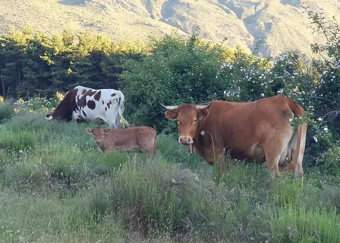 Arrayanes Royal Sierra Nevada